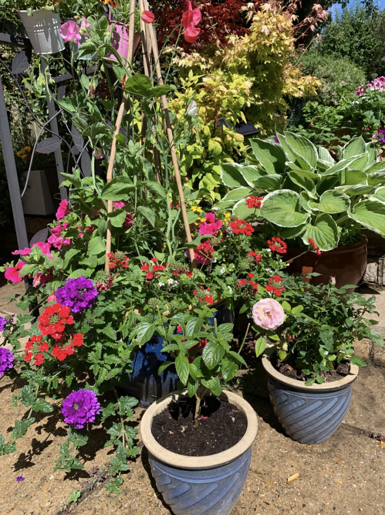 Flowers in pots in garden